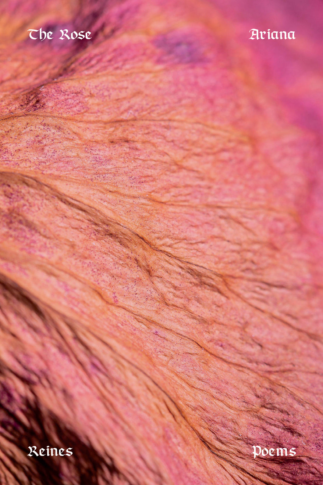 Reines, Ariana: The Rose