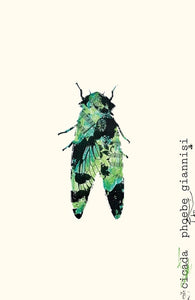 Giannisi, Phoebe: Cicada